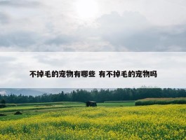 不掉毛的宠物有哪些 有不掉毛的宠物吗