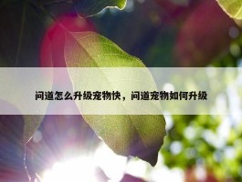 问道怎么升级宠物快，问道宠物如何升级