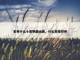 家养什么小宠物最凶狠，什么家宠好养