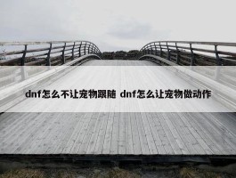 dnf怎么不让宠物跟随 dnf怎么让宠物做动作