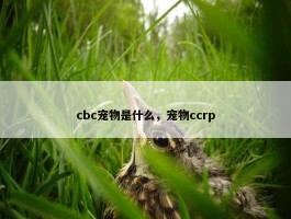 cbc宠物是什么，宠物ccrp