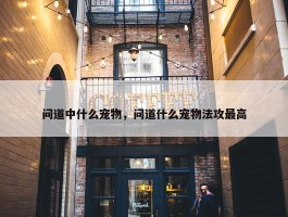 问道中什么宠物，问道什么宠物法攻最高