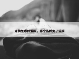 宠物兔哪种温顺，哪个品种兔子温顺