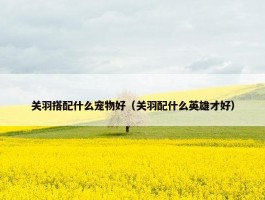 关羽搭配什么宠物好（关羽配什么英雄才好）