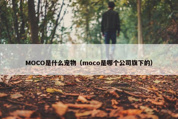 MOCO是什么宠物（moco是哪个公司旗下的）